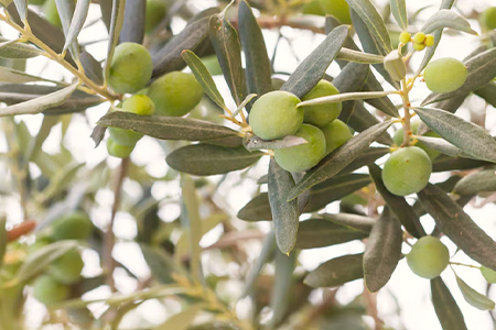 Olivo, Almendros y Pistachos